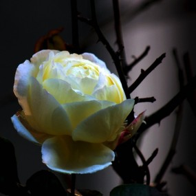 冬天 的月季花