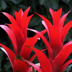 火炬花