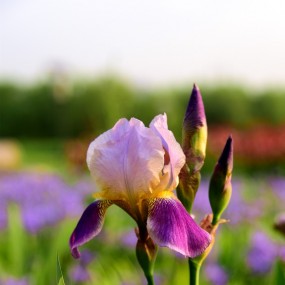湿地的鲜花