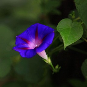 牵牛花