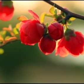 花开季之艳丽