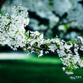 浪漫樱花