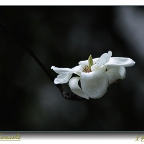 玉兰花