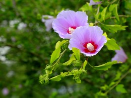 盛开的花朵