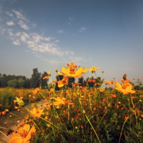 美景与花海
