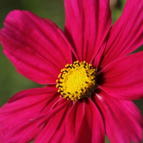 格桑花