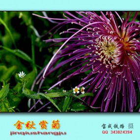 金秋赏菊