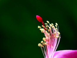 花蕊
