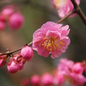 红梅花儿开