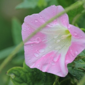 雨后牵牛