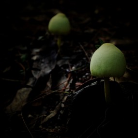 生生不息