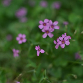 那些花儿