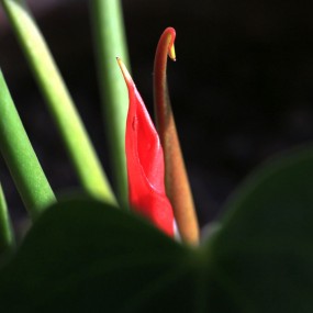 红掌新芽