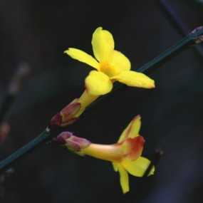 迎春花