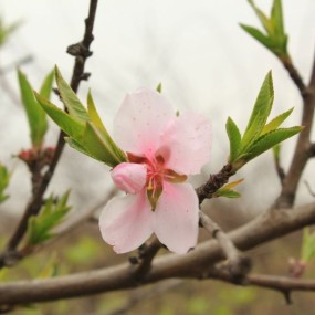 梨花开