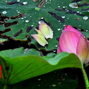 残荷听雨