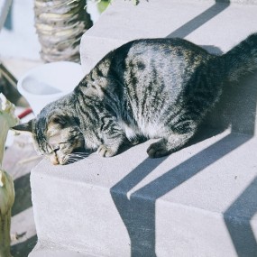 叁咖啡馆的猫