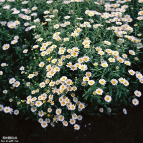 傷花怒放