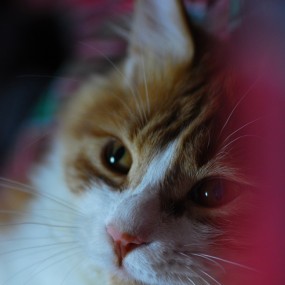 我的猫