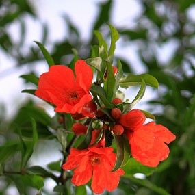 临潼石榴花