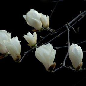 玉兰花