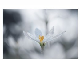 非花非梦