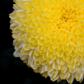 秋之菊
