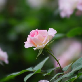 月季花