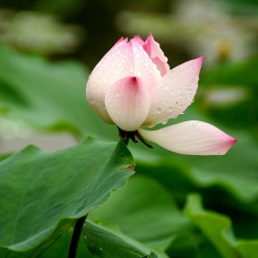 荷花满塘香