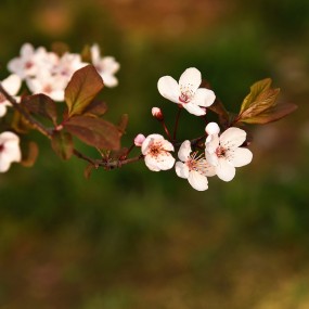 路边的小花