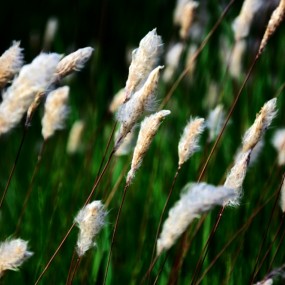 杂草野花