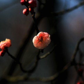 梅花5