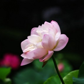 那些花儿