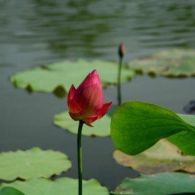 七月花花世界