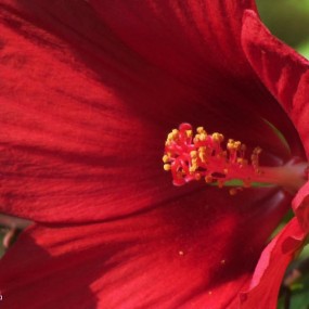 木芙蓉