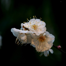 梅花