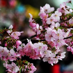 櫻花开了