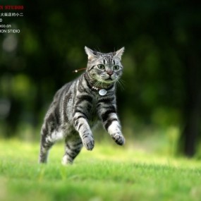 让猫儿飞吧