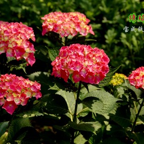 【绣球花】