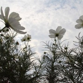 格桑花