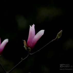 玉兰花