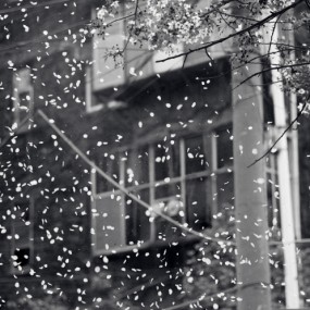 花·雨