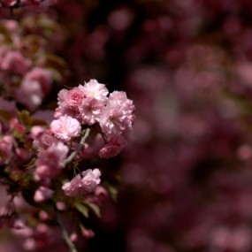 樱花一组