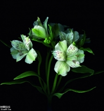 花间自有姿态