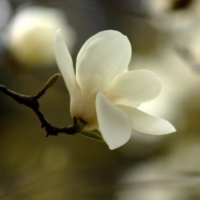 春花盎然一组