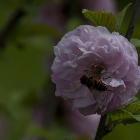 花 花 儿