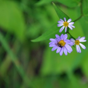 秦岭山花