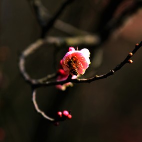 梅花6