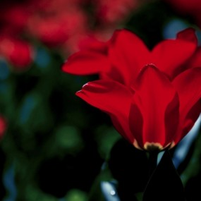 花（三）