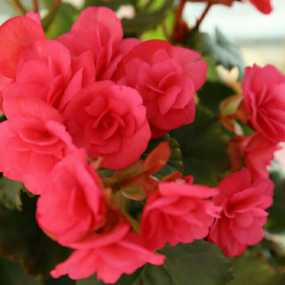 赏花